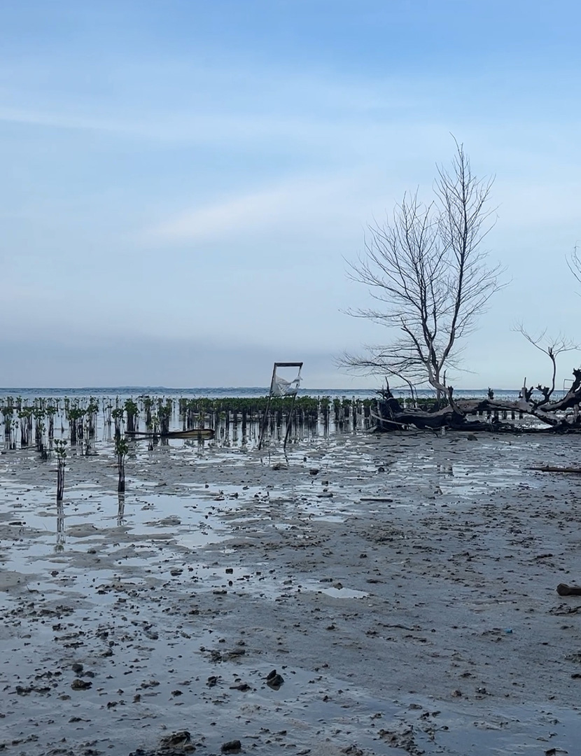 Heavy equipment damaged the mangrove plants that had been planted by the residents