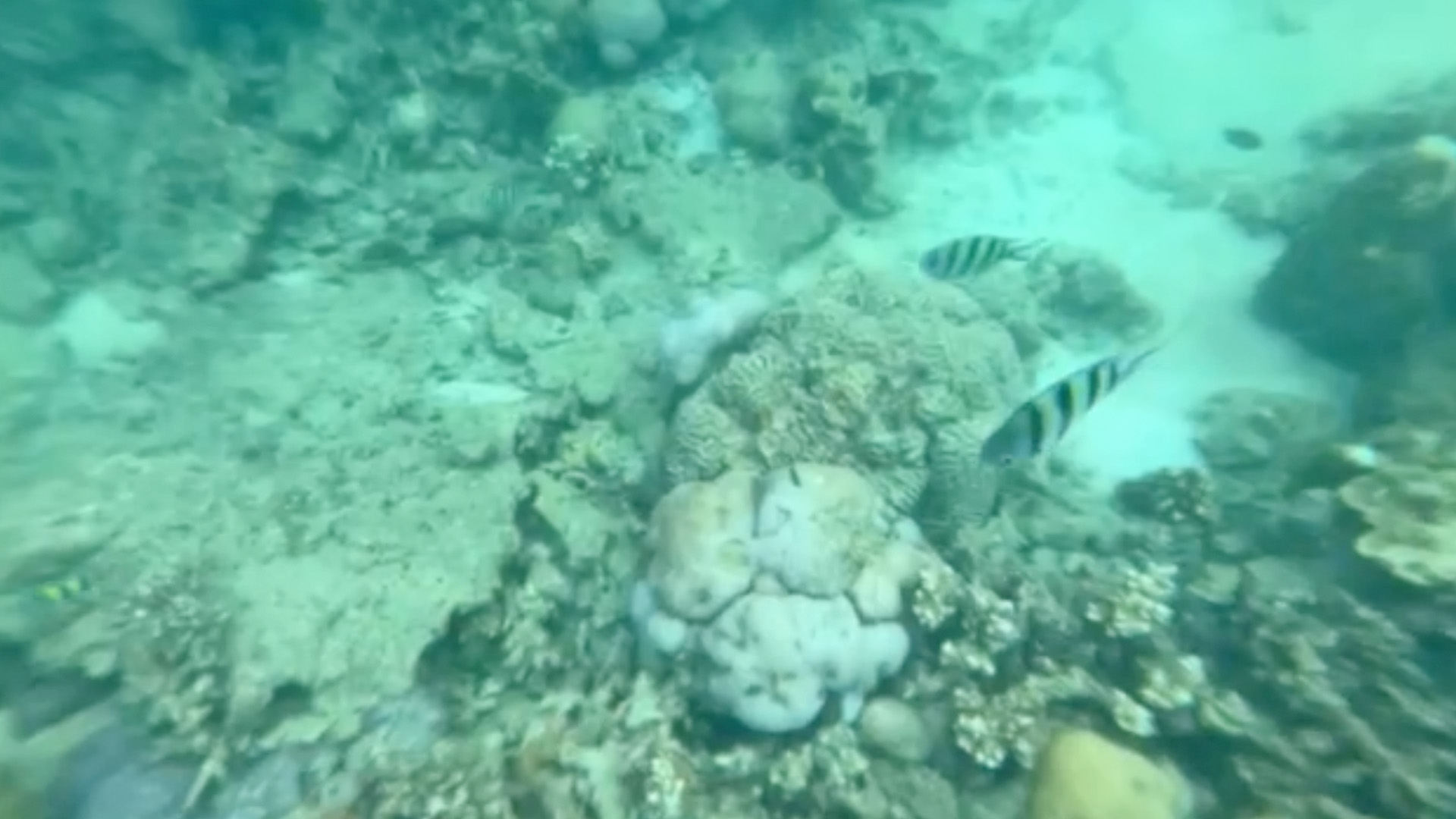 The residents of Pari Island offer various tourist activities, such as snorkeling, to earn income