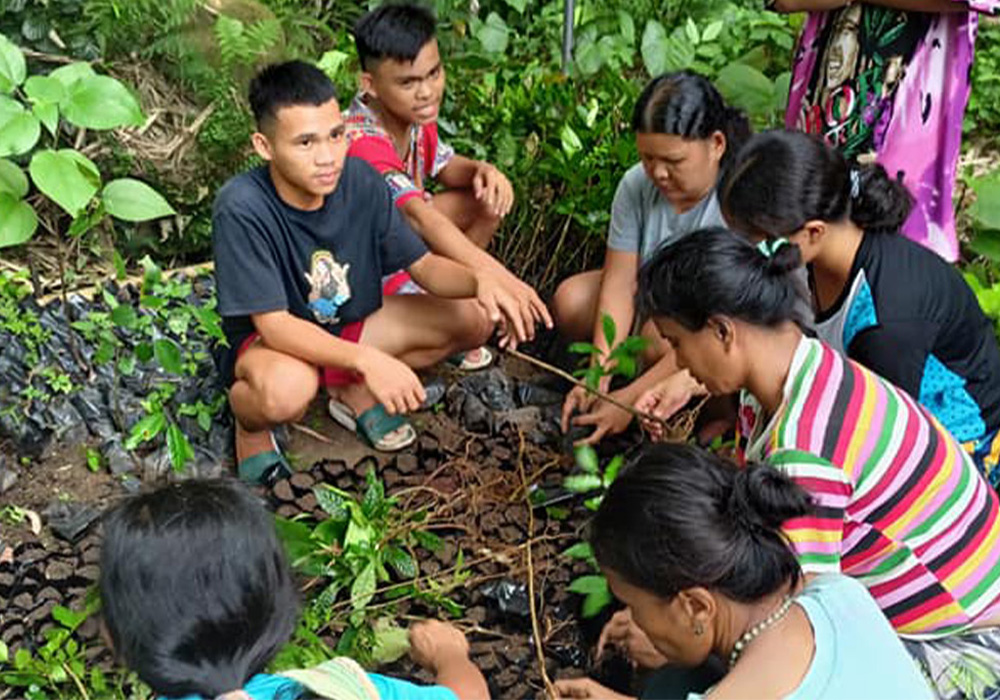 The Higaonon youth groups started collecting wildlings in 2022. So far, they have gathered around 800 seedlings. (KABAHIN (KASABUWAHAN ho mga Bahi ha Higaonon ta Nangcaon) and NAHIYO( Nangcaon Higaonon Youth Organization))